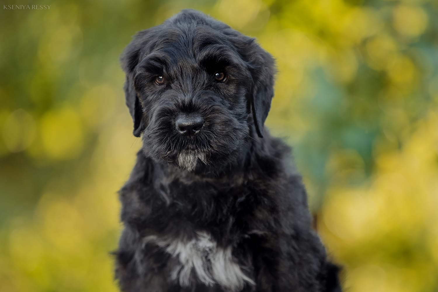 фотоальбом Деликато Бестиа Лавина любви и успехов